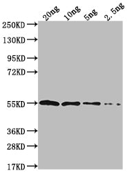 IPAD Antibody