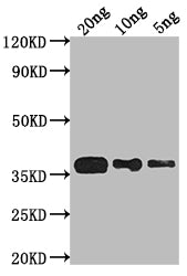phoP Antibody