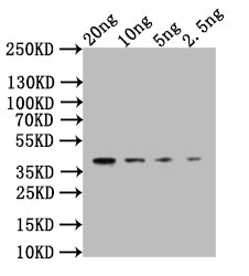 CLB2 Antibody