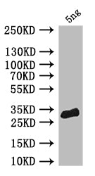 pum Antibody