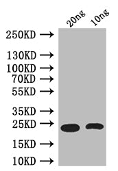 Ets21C Antibody