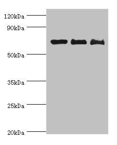 CD6 Antibody