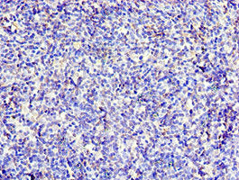 CD6 Antibody