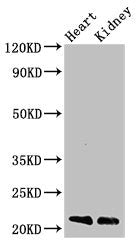 SDC4 Antibody