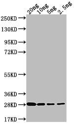 LPTD Antibody