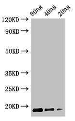 Cyclomaltodextrin glucanotransferase Antibody
