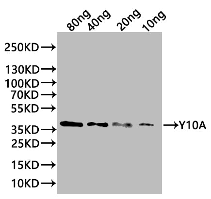 Y10A Antibody