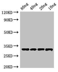 Beta-lactamase inhibitory protein Antibody
