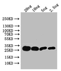 TSA Antibody