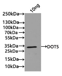 DOT5 Antibody