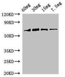 rbcL Antibody