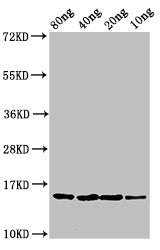yebF Antibody