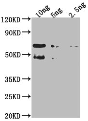TFC4 Antibody