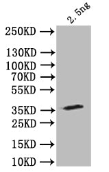 stau Antibody
