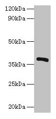 iolG Antibody