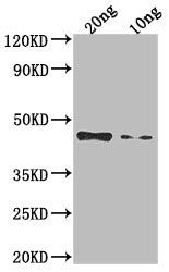 Non-structural polyprotein Antibody