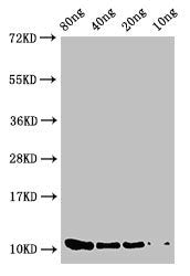 prgJ Antibody