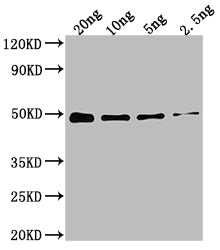 DXR Antibody
