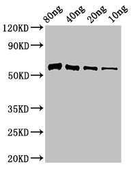 Thiaminase-1 Antibody