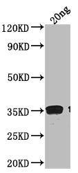 RAD51 Antibody