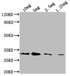 Endochitinase B Antibody
