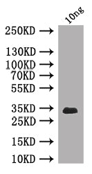 Chc Antibody