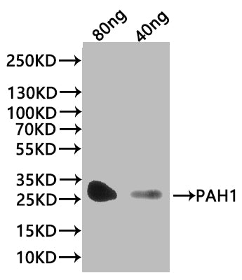 PAH1 Antibody