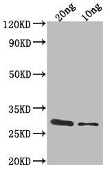 ygcB Antibody