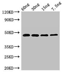 PPX1 Antibody