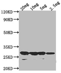 sso7d Antibody