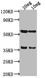SALM Antibody