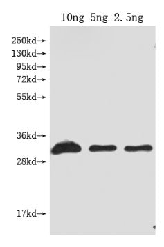Dop1R1 Antibody