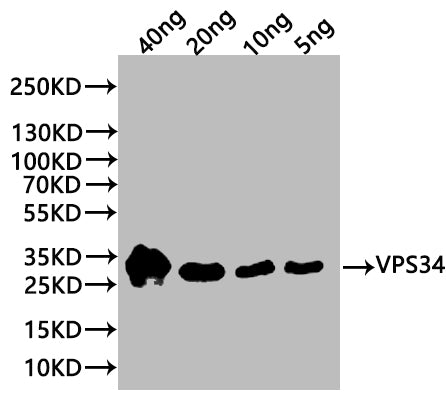 VPS34 Antibody
