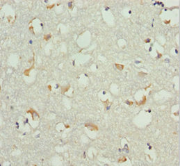 EEF1B2 Antibody