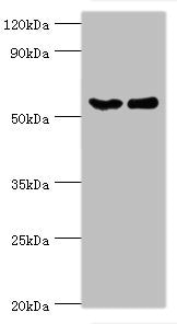 CSTF2 Antibody
