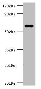 CSTF2 Antibody