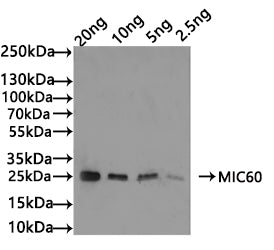 MIC60 Antibody