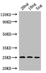 MIC60 Antibody