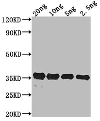 pdeH Antibody