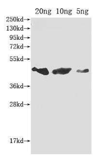 flu Antibody