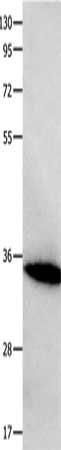 FOXS1 Antibody