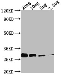 prgI Antibody