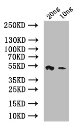 psaA Antibody