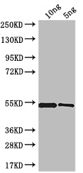 MRC1 Antibody