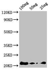 AFP2 Antibody
