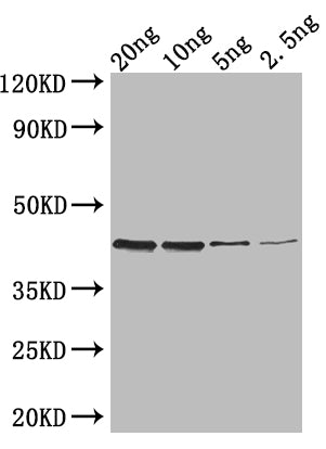 ZIP1 Antibody