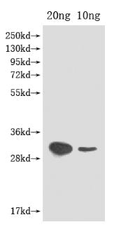 ftz-f1 Antibody