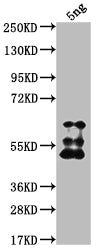 TFC3 Antibody