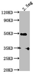 SWD2 Antibody
