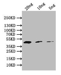 PMI Antibody
